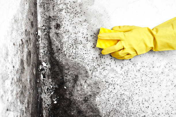 Best Mold Remediation  in Andusia, AL
