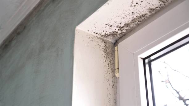 Best Commercial Mold Removal  in Andusia, AL