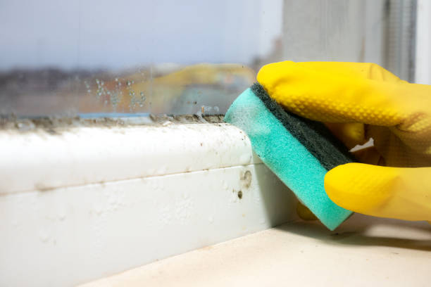 Best Office Mold Removal Services  in Andusia, AL