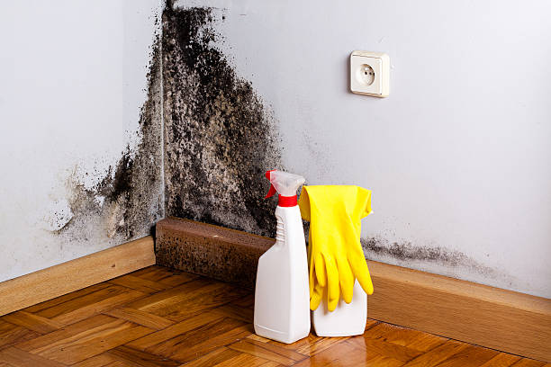 Best Certified Mold Removal  in Andusia, AL