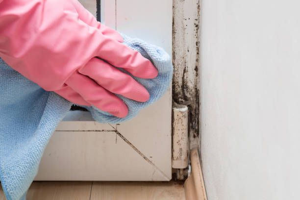 Office Mold Removal Services in Andalusia, AL