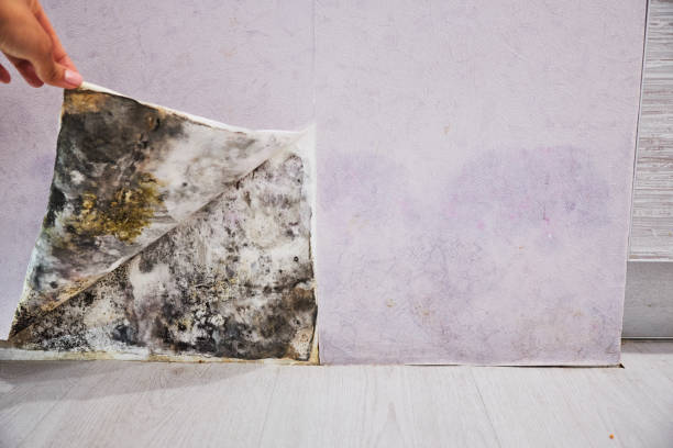 Attic Mold Removal in Andalusia, AL